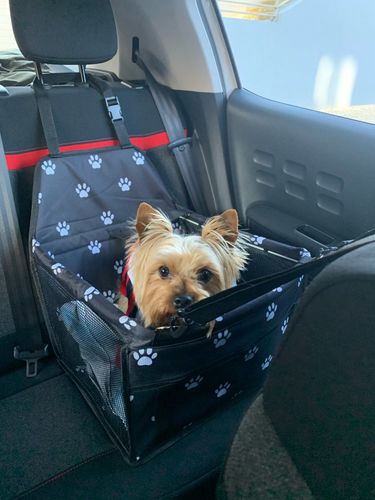 Customer photo review of Dog car seat