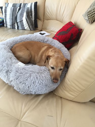 Customer photo review of Lit Apaisant Comfy® |  Pour Chien et Chat