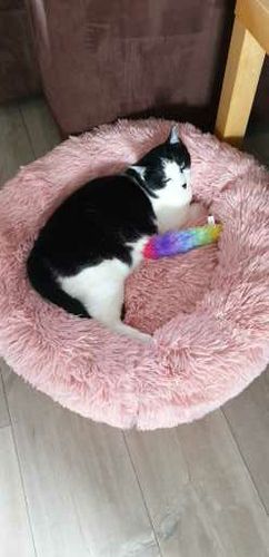 Customer photo review of Lit Apaisant Comfy® |  Pour Chien et Chat