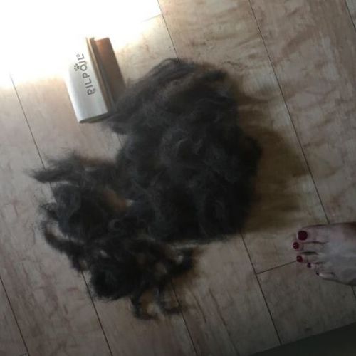 Customer photo review of Brosse Anti-Poils Chien, Chat, Cheval, Lapin | Original | Pilpoil®
