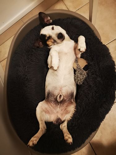 Customer photo review of Lit Apaisant Comfy® |  Pour Chien et Chat