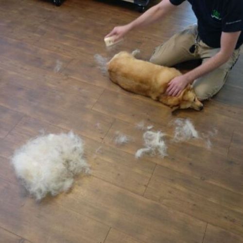 Customer photo review of Brosse Anti-Poils Chien, Chat, Cheval, Lapin | Original | Pilpoil®