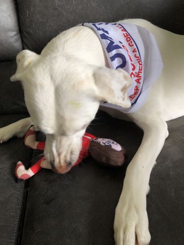 Customer photo review of Nancy Pelosi Chew Toy