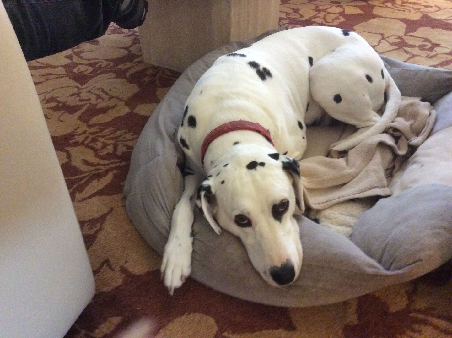 Customer photo review of Spray anti-tartre pour chien