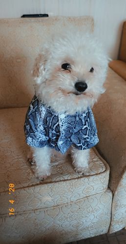 Customer photo review of Good Vibes Pet Hoodie