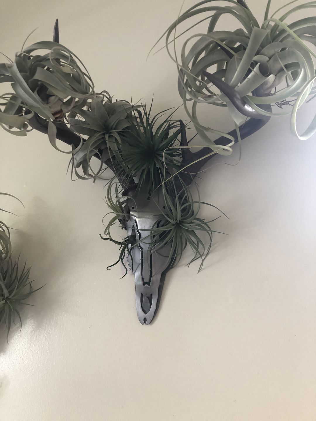 Customer photo review of X Betty  (xerographica x brachycaulos)  *Cannot Be Shipped Internationally*