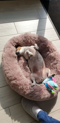 Customer photo review of Lit Apaisant Comfy® |  Pour Chien et Chat