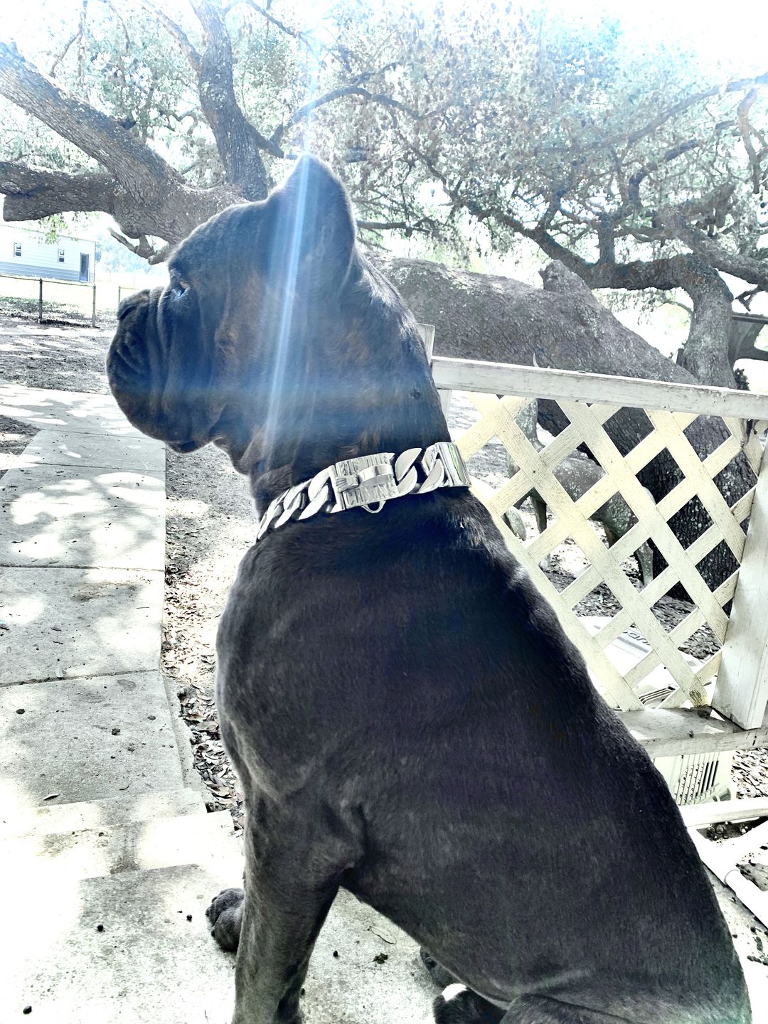 Customer photo review of THE GOLIATH