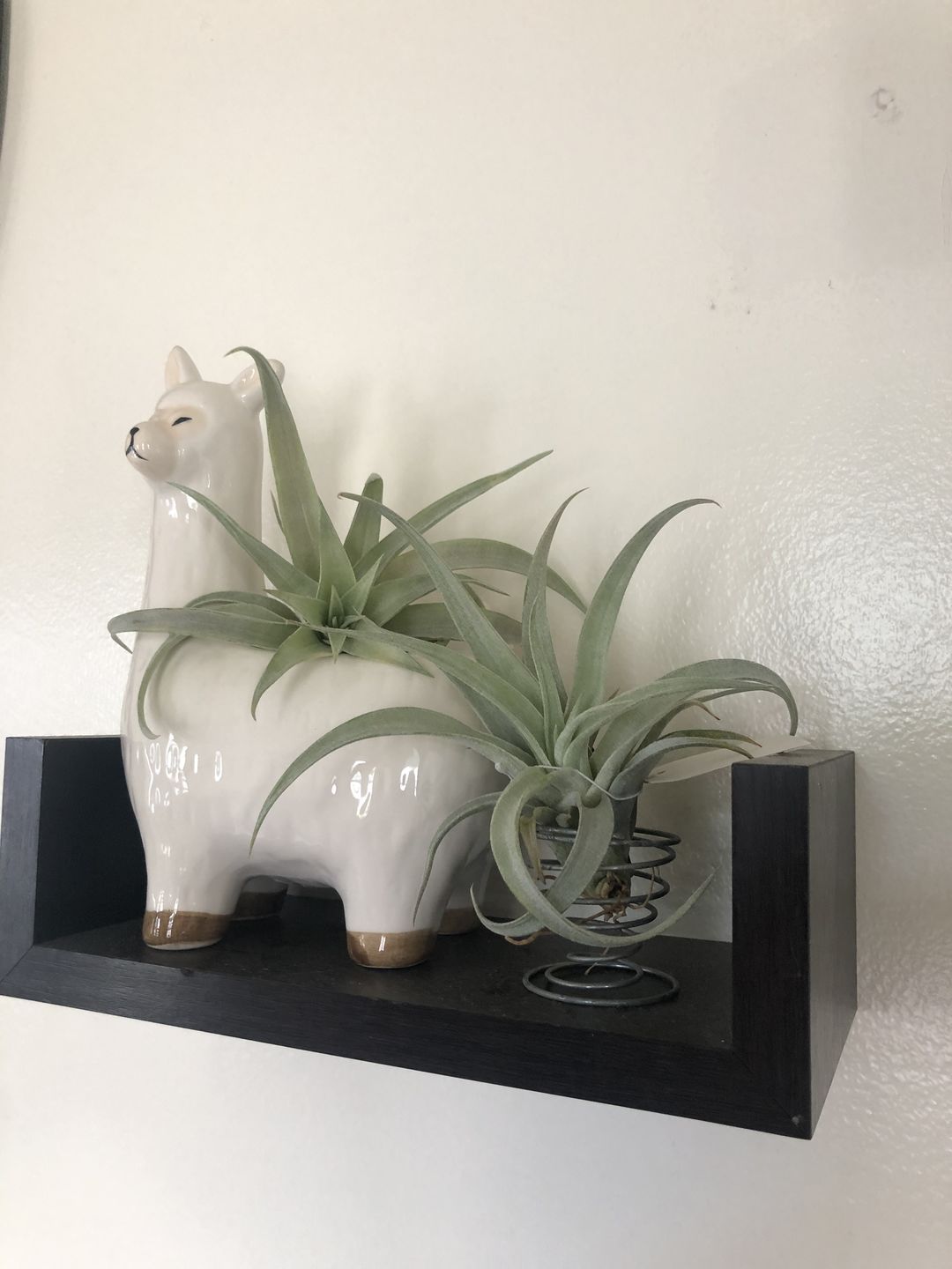 Customer photo review of Capitata  Peach  (Easy Care)