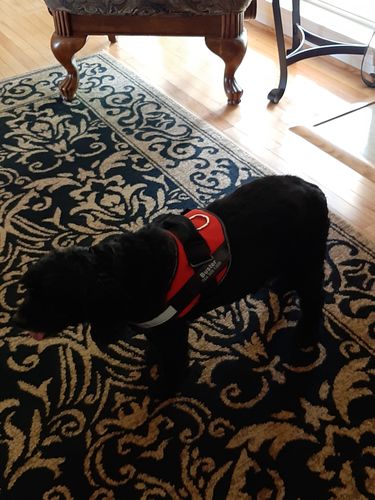 Customer photo review of Lifetime Warranty Personalized NO PULL Dog Harness (FREE Shipping)