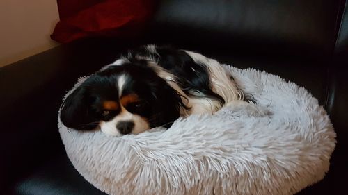 Customer photo review of Lit Apaisant Comfy® |  Pour Chien et Chat