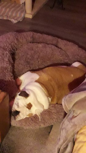 Customer photo review of Lit Apaisant Comfy® |  Pour Chien et Chat