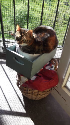 Customer photo review of Litter