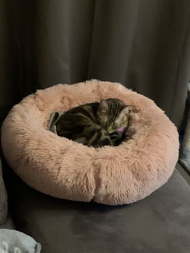 Customer photo review of Lit Apaisant Comfy® |  Pour Chien et Chat