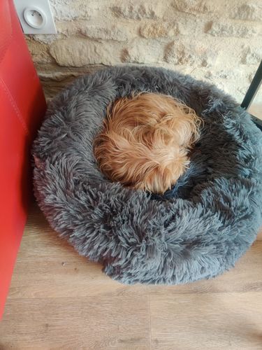 Customer photo review of Lit Apaisant Comfy® |  Pour Chien et Chat