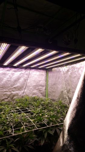 Customer photo review of Slim 600H Dimmable LED Grow Light 600w (120 Degree) 3500k