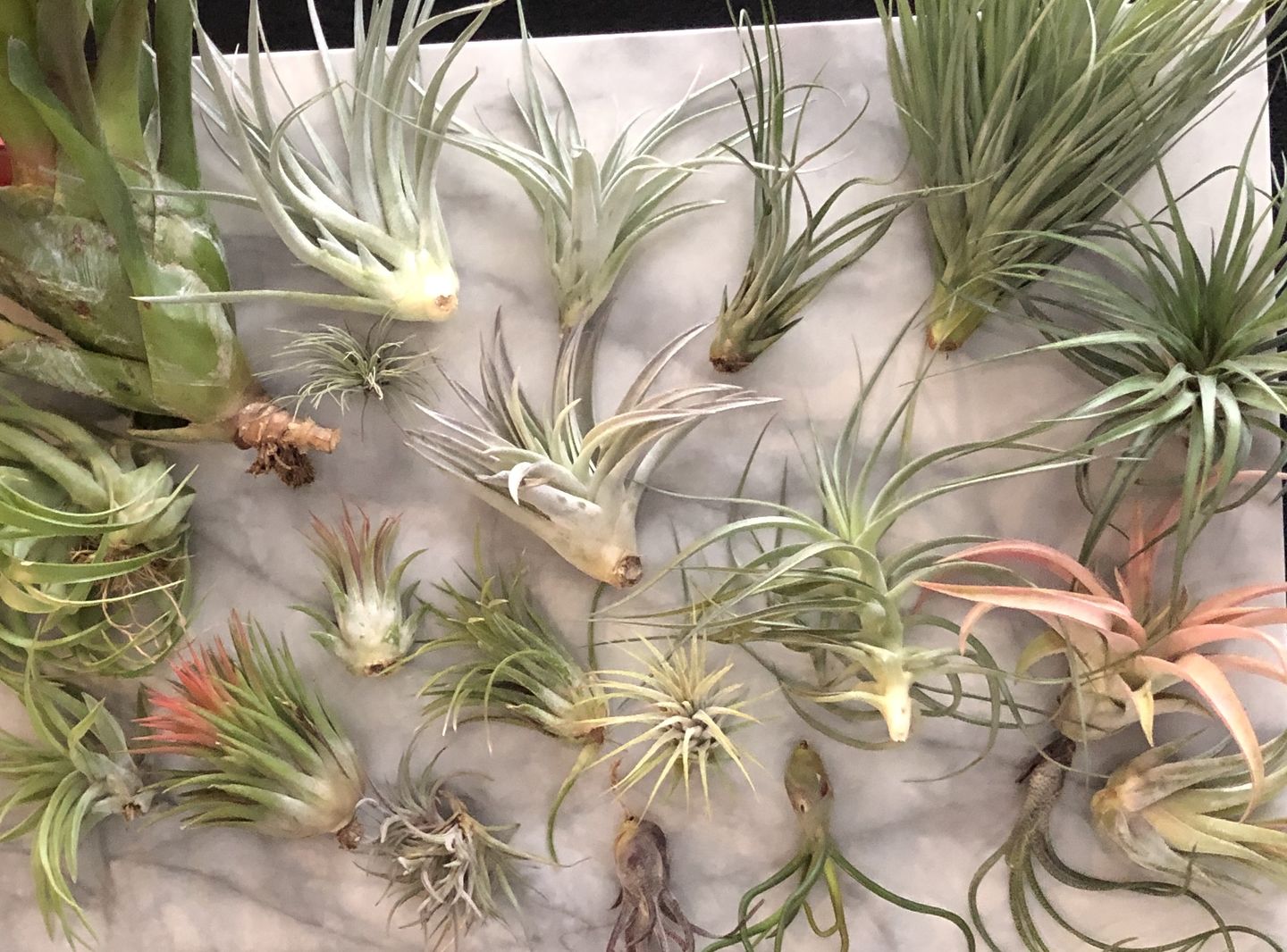 Customer photo review of 15 Pack Premium Air Plants Mix  *Cannot Be Shipped Internationally*