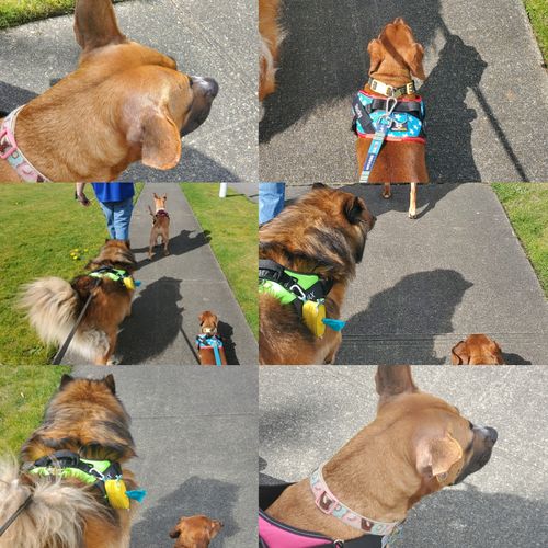 Customer photo review of Lifetime Warranty Personalized Doggykingdom® NO PULL Harness