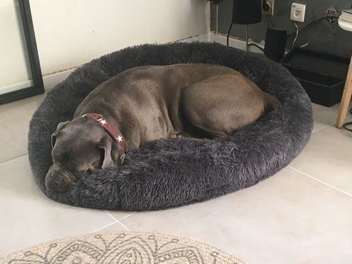 Customer photo review of Lit Apaisant Comfy® |  Pour Chien et Chat