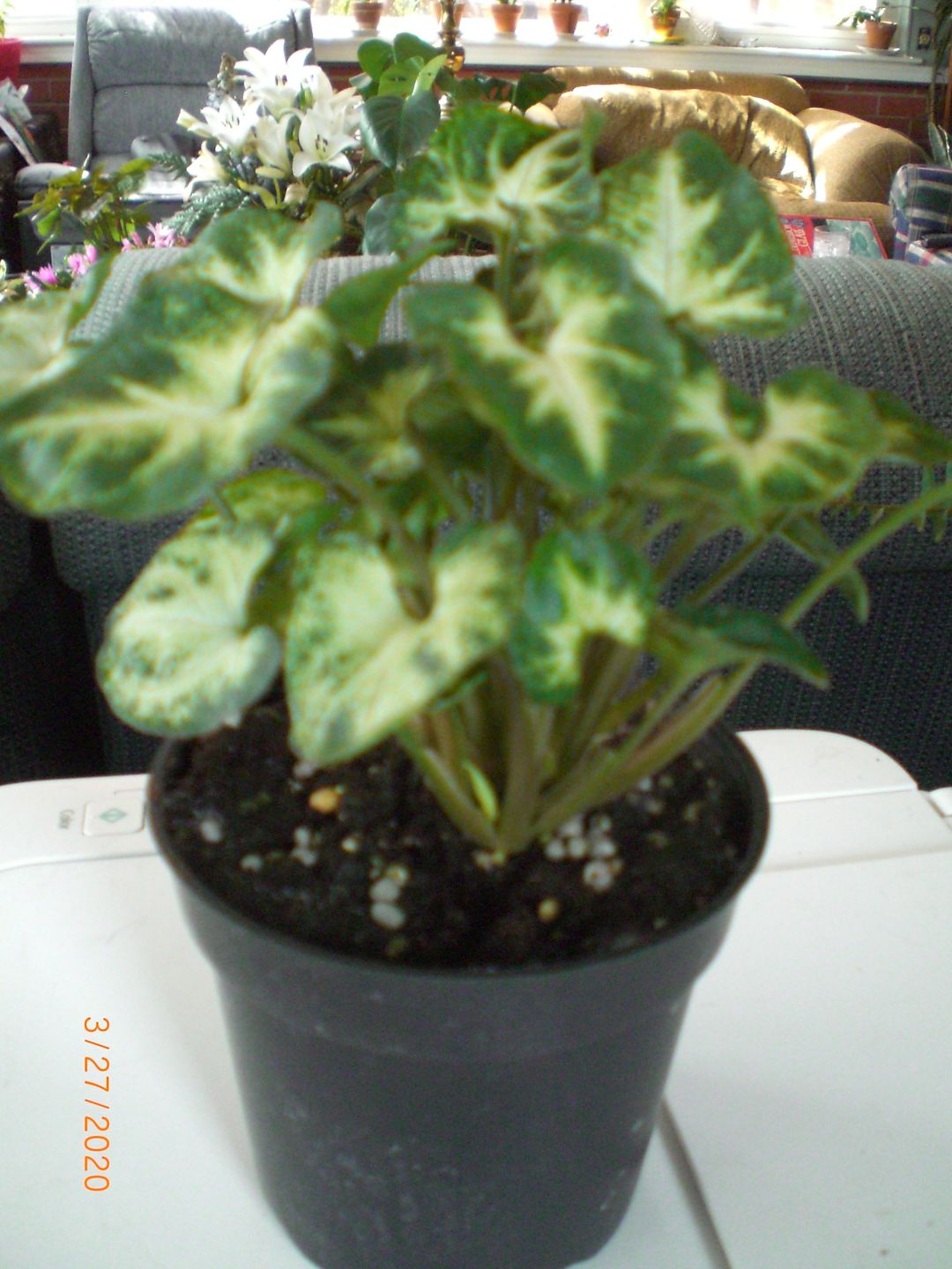 Customer photo review of 4” Syngonium Pixie