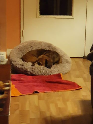 Customer photo review of Lit Apaisant Comfy® |  Pour Chien et Chat