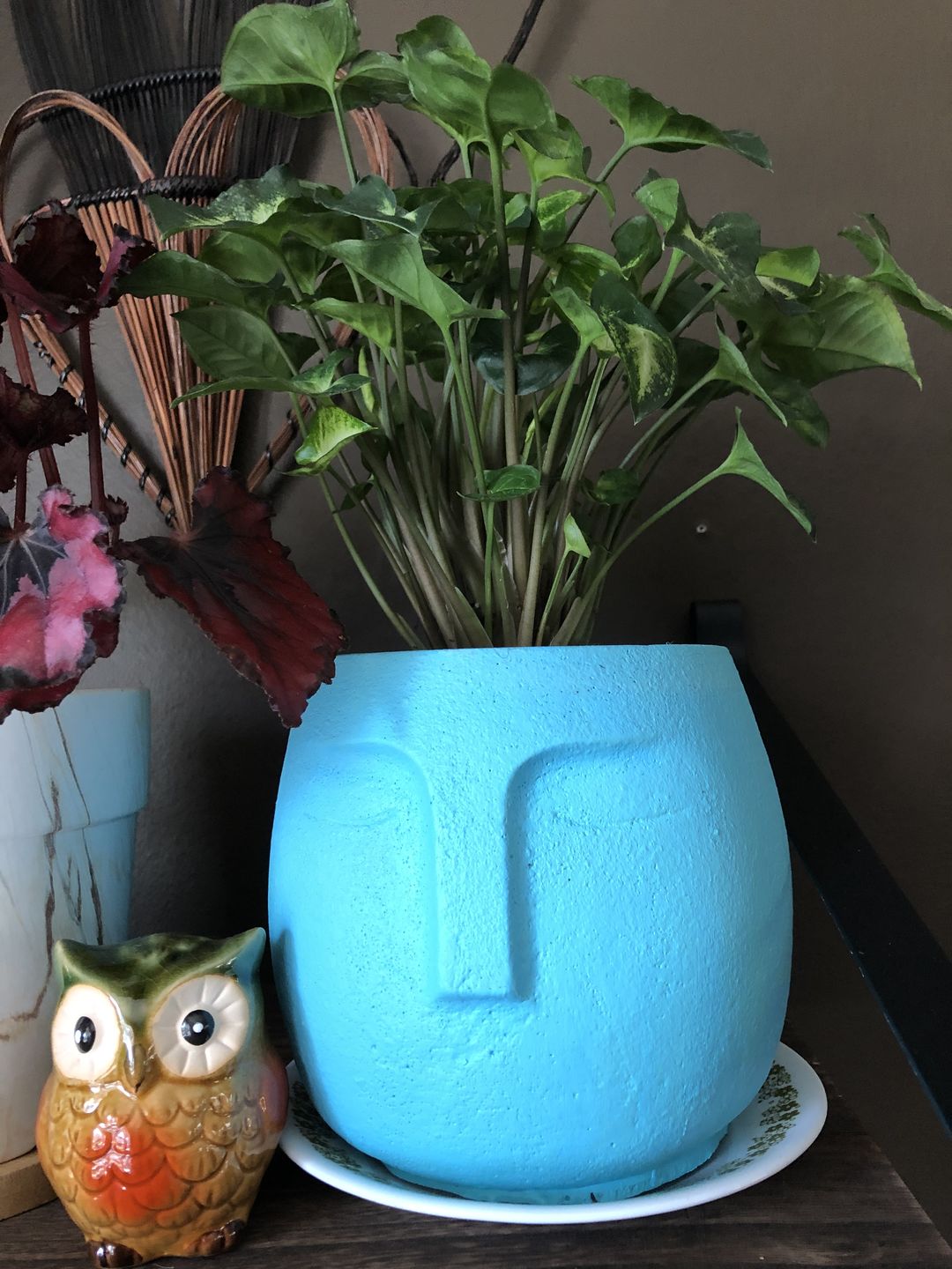 Customer photo review of 4” Syngonium Pixie