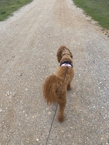 Customer photo review of Lifetime Warranty Personalized Doggykingdom® NO PULL Harness