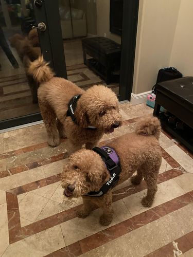 Customer photo review of Lifetime Warranty Personalized Doggykingdom® NO PULL Harness