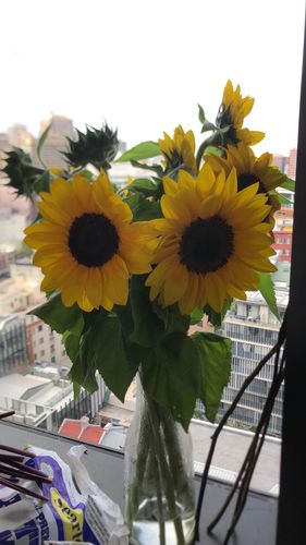 Customer photo review of Sunflowers