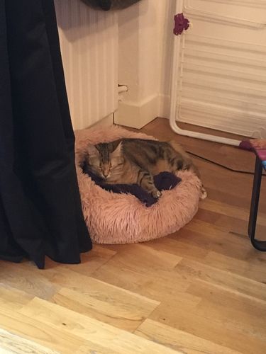 Customer photo review of Lit Apaisant Comfy® |  Pour Chien et Chat
