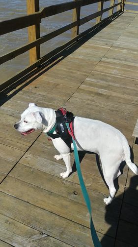 Customer photo review of Lifetime Warranty Personalized NO PULL Dog Harness (FREE Shipping)