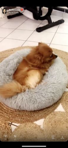 Customer photo review of Lit Apaisant Comfy® |  Pour Chien et Chat