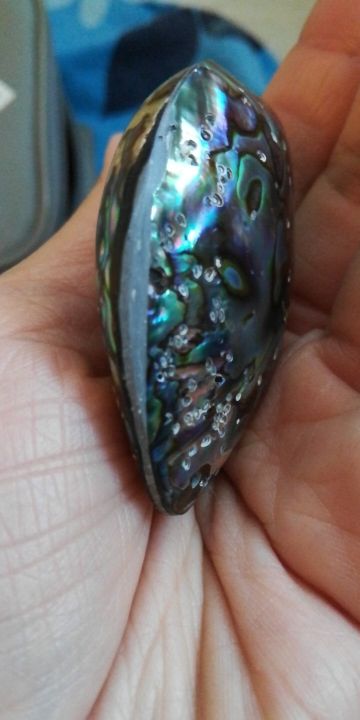 Customer photo review of Ocean Abalone Shell