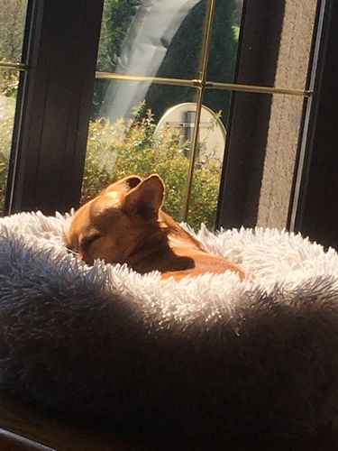 Customer photo review of Lit Apaisant Comfy® |  Pour Chien et Chat