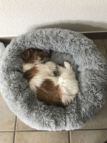 Customer photo review of Gourde Portative Pour Chien