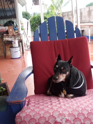 Customer photo review of Lifetime Warranty Personalized NO PULL Dog Harness (FREE Shipping)