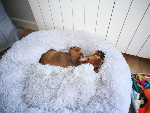 Customer photo review of Lit Apaisant Comfy® |  Pour Chien et Chat