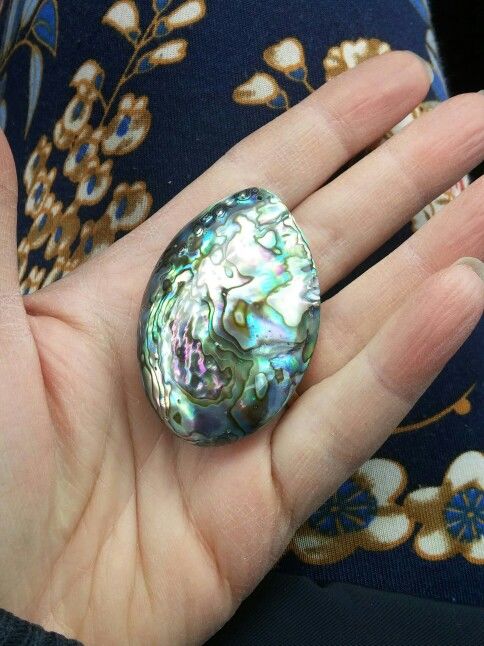 Customer photo review of Ocean Abalone Shell