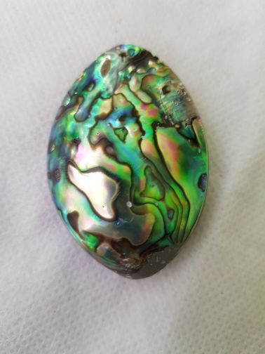 Customer photo review of Ocean Abalone Shell
