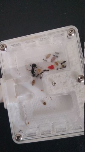 Customer photo review of AntKit Acrylic Nest Series 4 (Size 2)