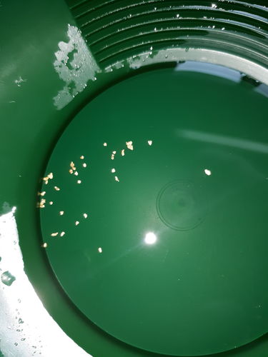 Customer photo review of 5 Lb. Rich Gold Paydirt Unsearched Concentrate BOGO