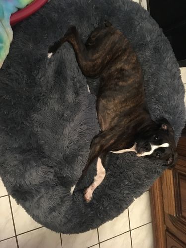 Customer photo review of Lit Apaisant Comfy® |  Pour Chien et Chat