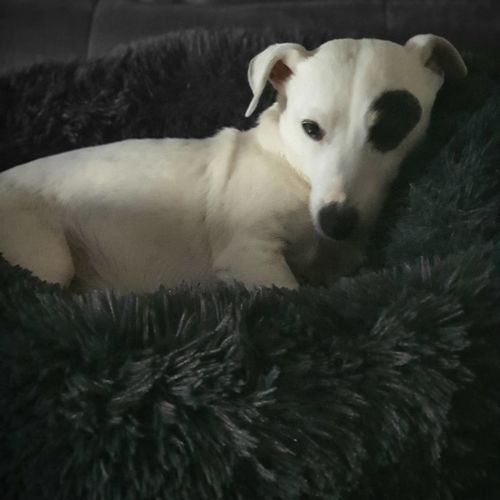 Customer photo review of Coussin apaisant Pilou Pillow™ | Pour chien et chat