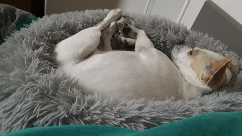 Customer photo review of Lit Apaisant Comfy® |  Pour Chien et Chat
