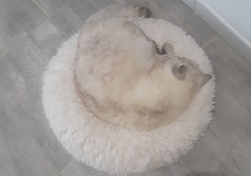 Customer photo review of Lit Apaisant Comfy® |  Pour Chien et Chat