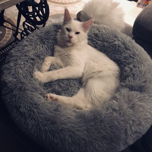 Customer photo review of Lit Apaisant Comfy® |  Pour Chien et Chat