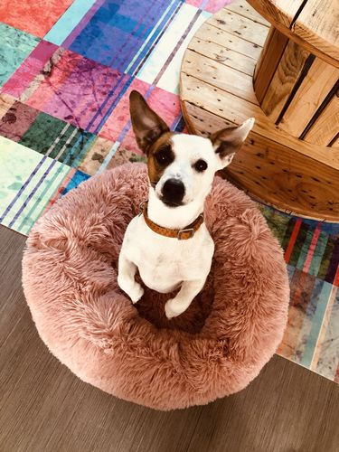 Customer photo review of Lit Apaisant Comfy® |  Pour Chien et Chat