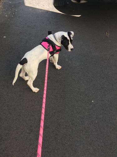 Customer photo review of Lifetime Warranty Personalized NO PULL Dog Harness (FREE Shipping)