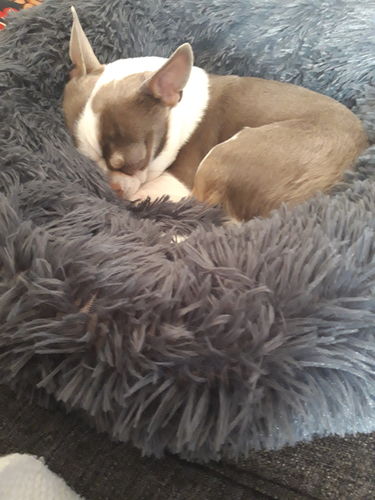 Customer photo review of Lit Apaisant Comfy® |  Pour Chien et Chat