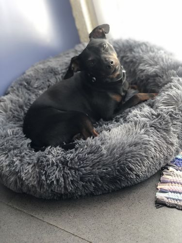 Customer photo review of Lit Apaisant Comfy® |  Pour Chien et Chat
